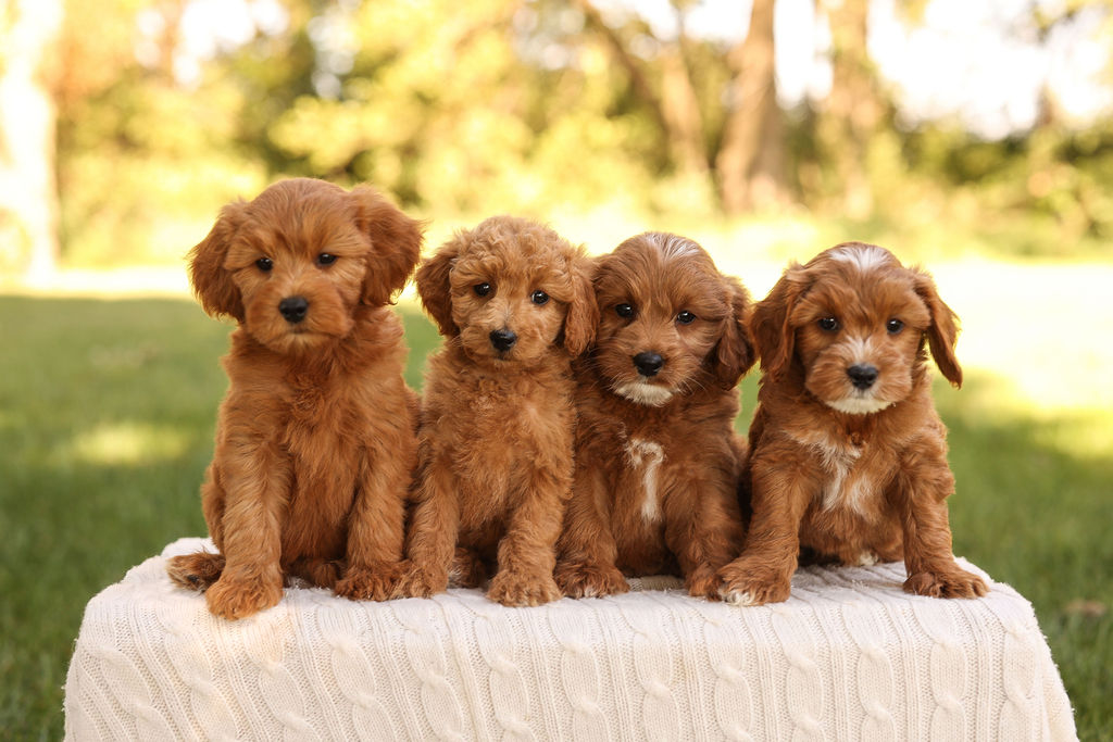 F1B Mini Goldendoodles